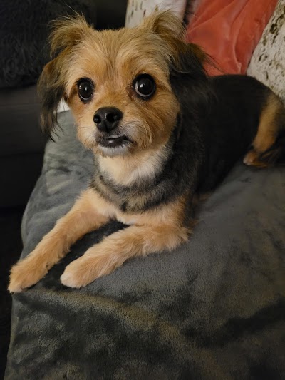 Grooming Van Image