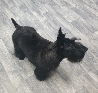 Grooming Van Image