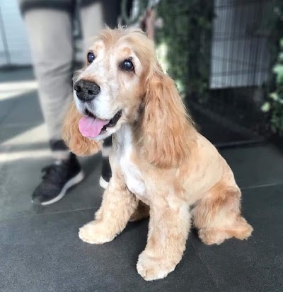 Grooming Van Image