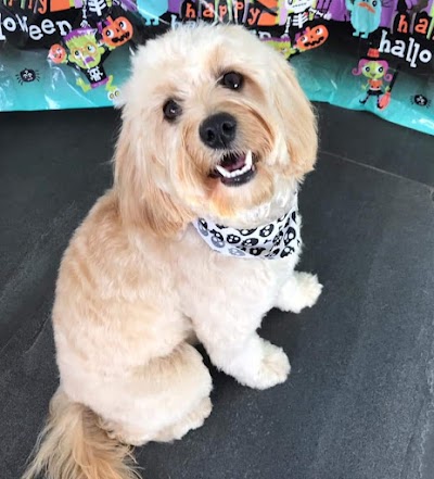 Grooming Van Image