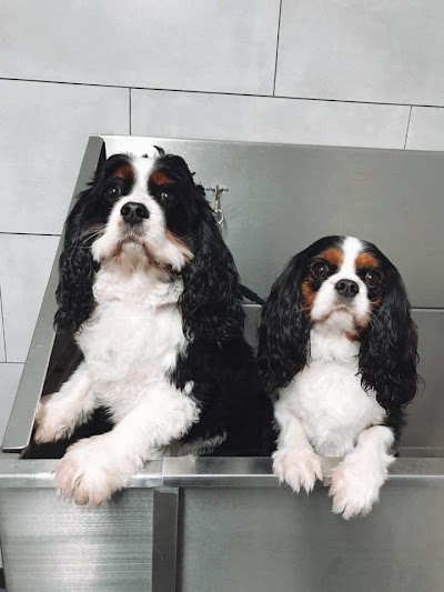 Grooming Van Image