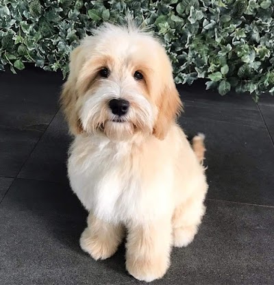 Grooming Van Image