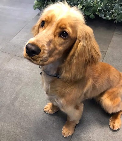 Grooming Van Image
