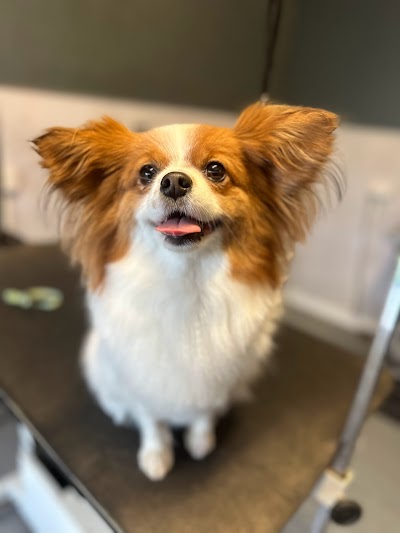 Grooming Van Image