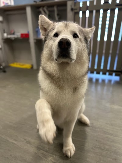 Grooming Van Image