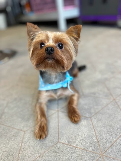 Grooming Van Image
