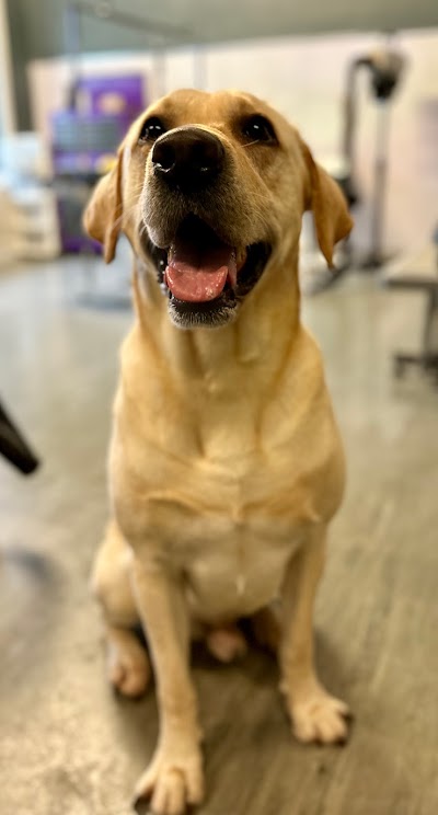 Grooming Van Image