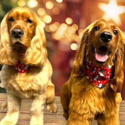 Belles and Bubbles Dog Grooming