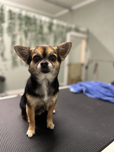 Grooming Van Image