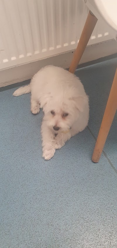 Grooming Van Image