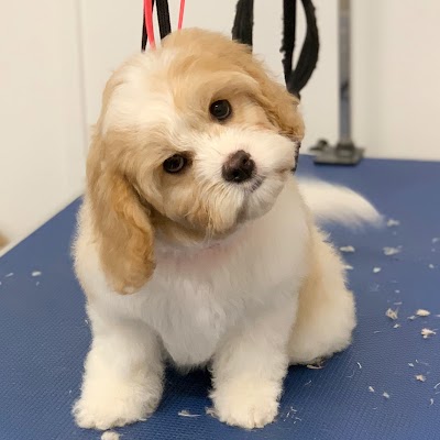 Grooming Van Image
