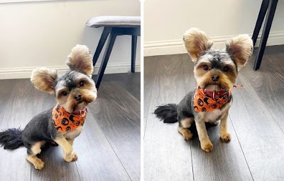 Grooming Van Image