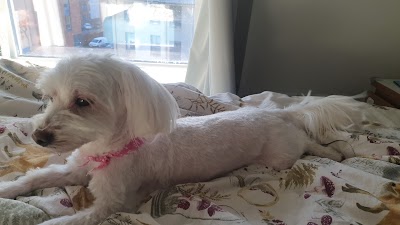 Grooming Van Image