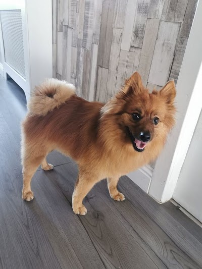 Grooming Van Image