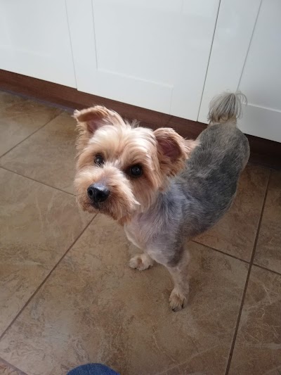 Grooming Van Image
