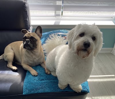 Crew cuts dog grooming Salon and mobile services