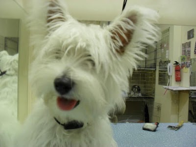 Grooming Van Image