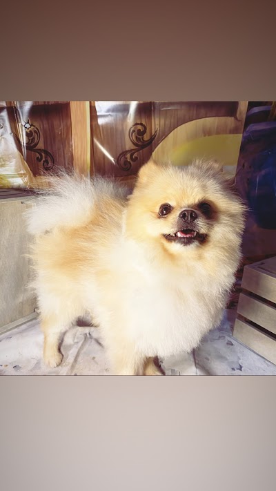 Grooming Van Image