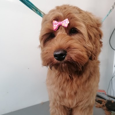 Grooming Van Image
