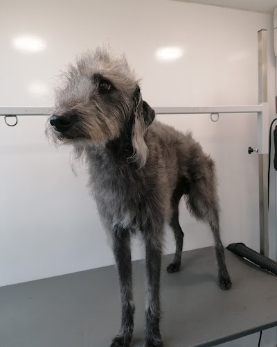 Grooming Van Image