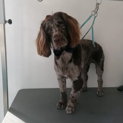 Grooming Van Image