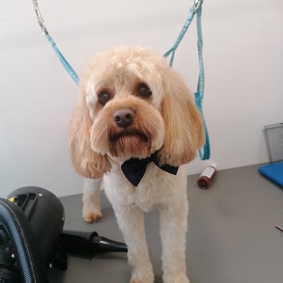 Durty Dugs Dog Grooming