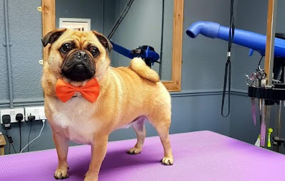 Grooming Van Image