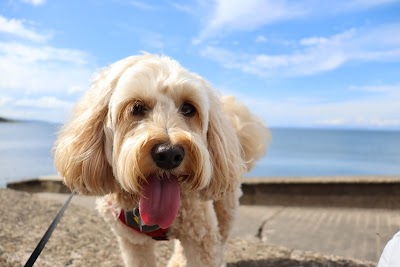 Fur-nomenal Dog Grooming
