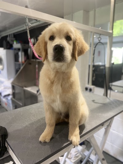 Grooming Van Image