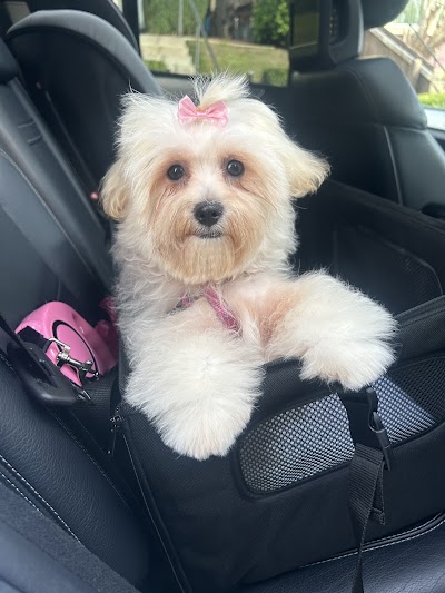Grooming Van Image