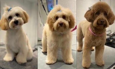 Glasgow Dog Grooming