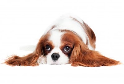 Grooming Van Image
