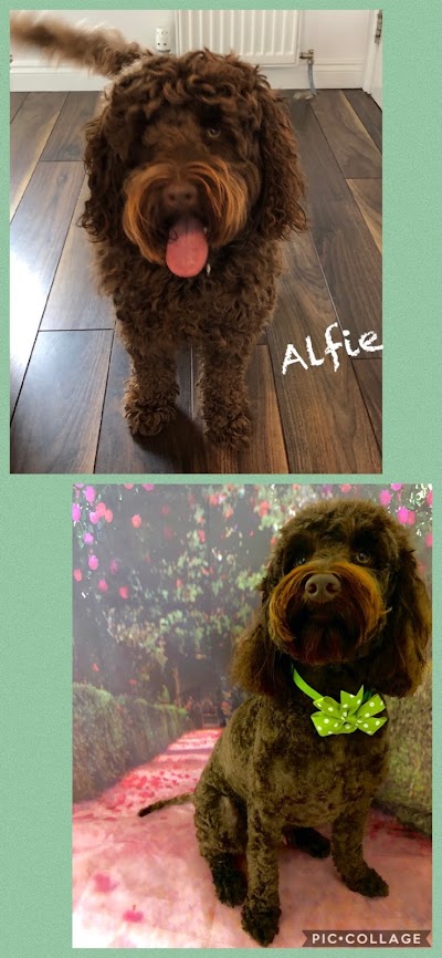 Grooming Van Image