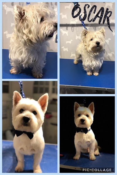 Grooming Van Image