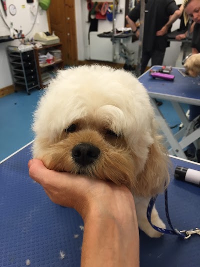 GroomingTails Dog Salon