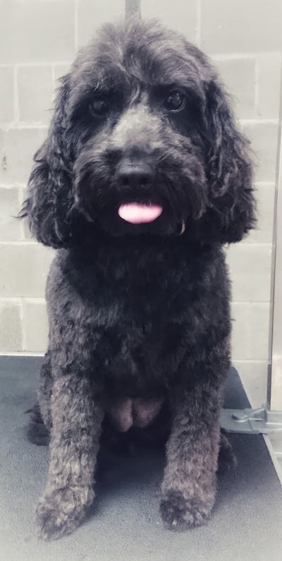 Grooming Van Image