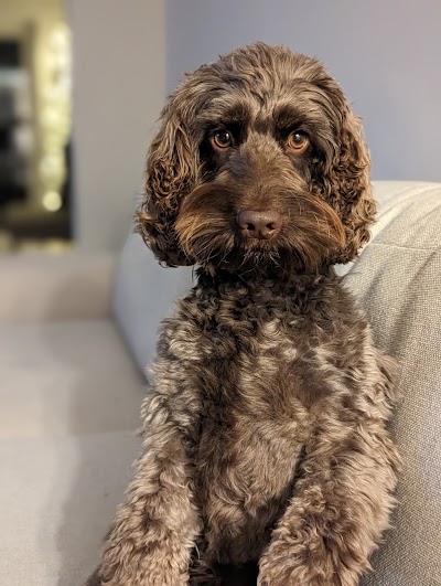 Grooming Van Image