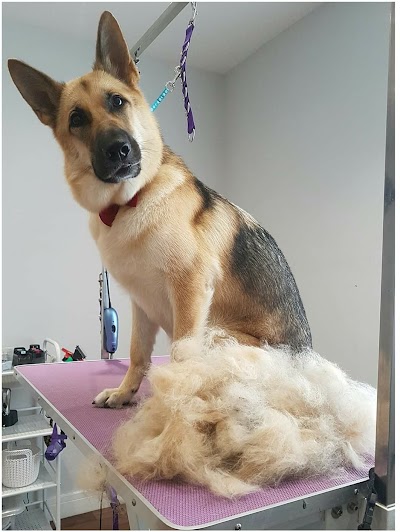 Grooming Van Image