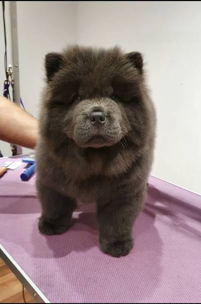 Grooming Van Image