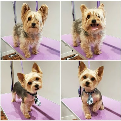 Grooming Van Image