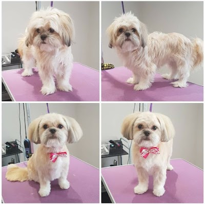 Grooming Van Image