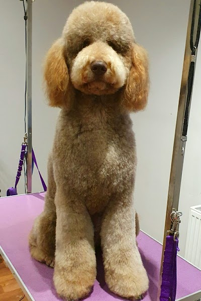 Happy And Fluffy Dog Grooming Service