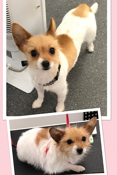 Grooming Van Image