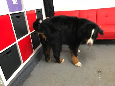 Grooming Van Image