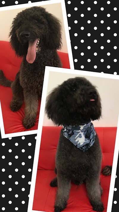 Grooming Van Image