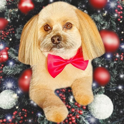 Grooming Van Image