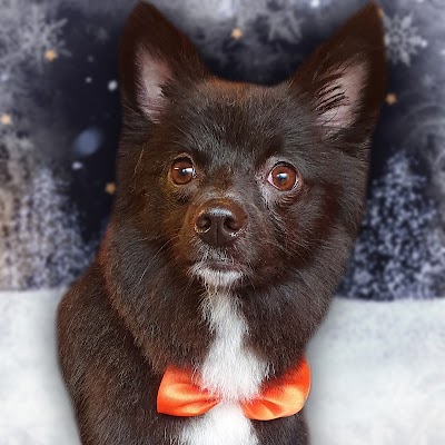 Grooming Van Image