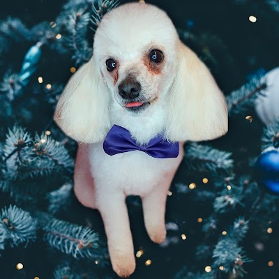 Jem's Pet Grooming