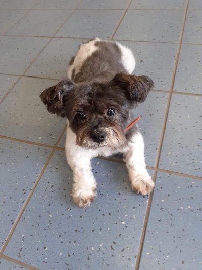 Grooming Van Image