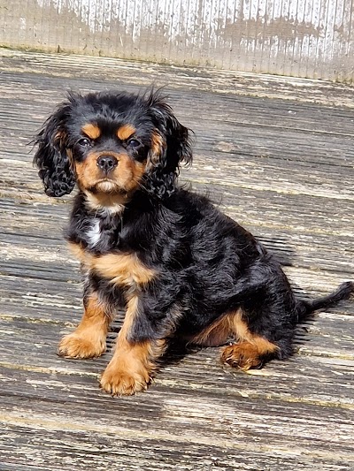 Grooming Van Image